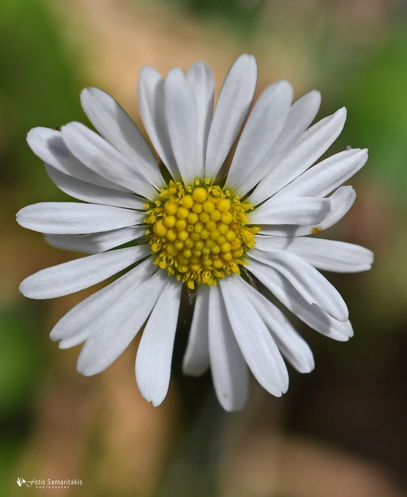 Bellis longifolia photo 6