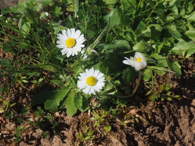 Bellis longifolia photo 7