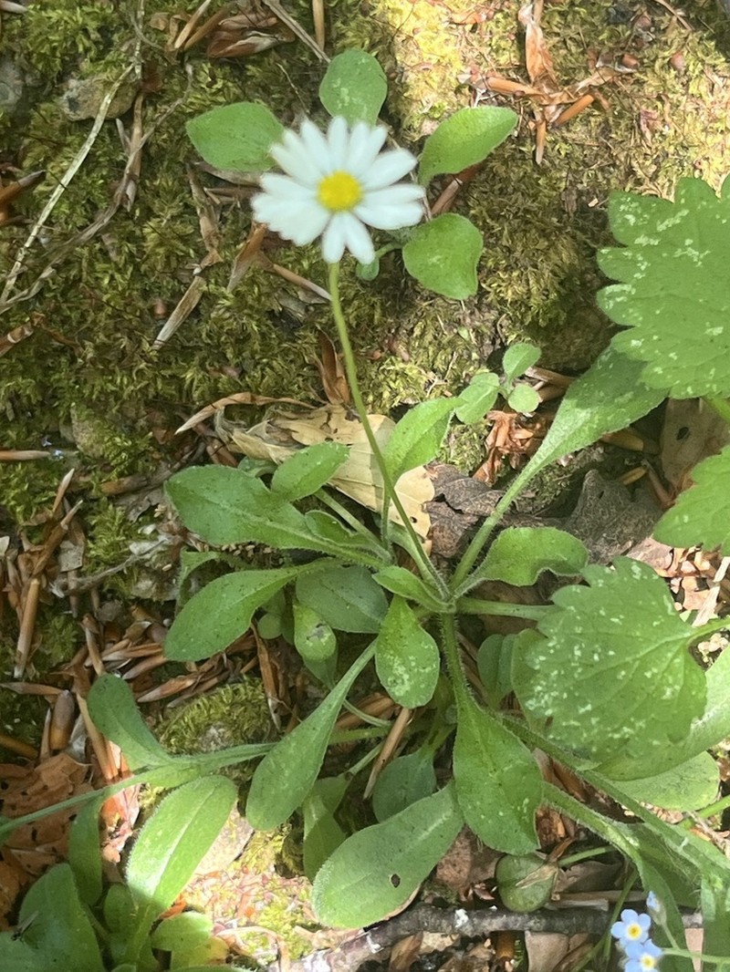 Bellis margaritifolia