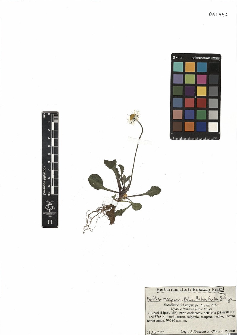 Bellis margaritifolia photo 2