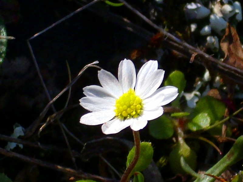 Bellis microcephala