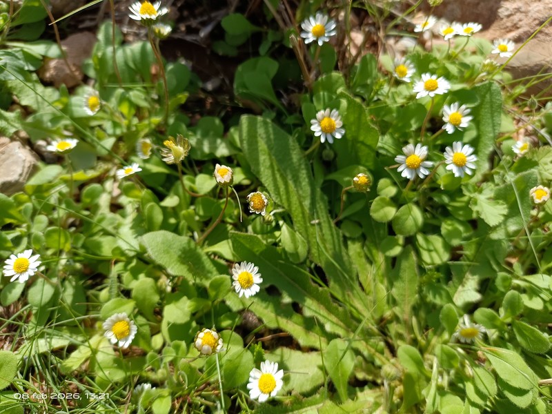 Bellis microcephala photo 2