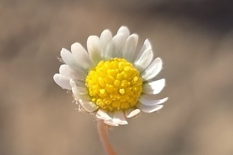 Bellis microcephala photo 4