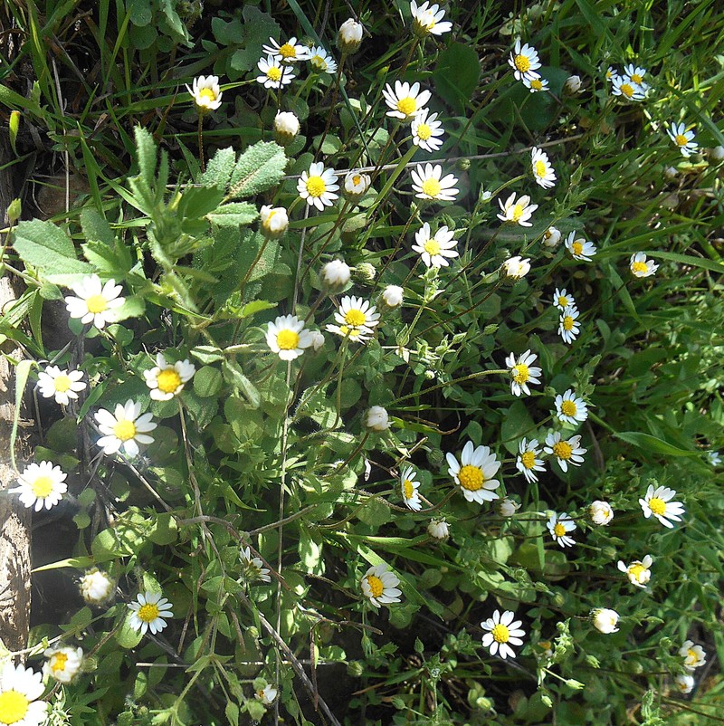 Bellis microcephala photo 5