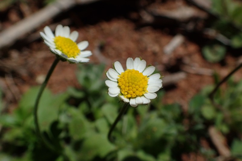 Bellis microcephala photo 6