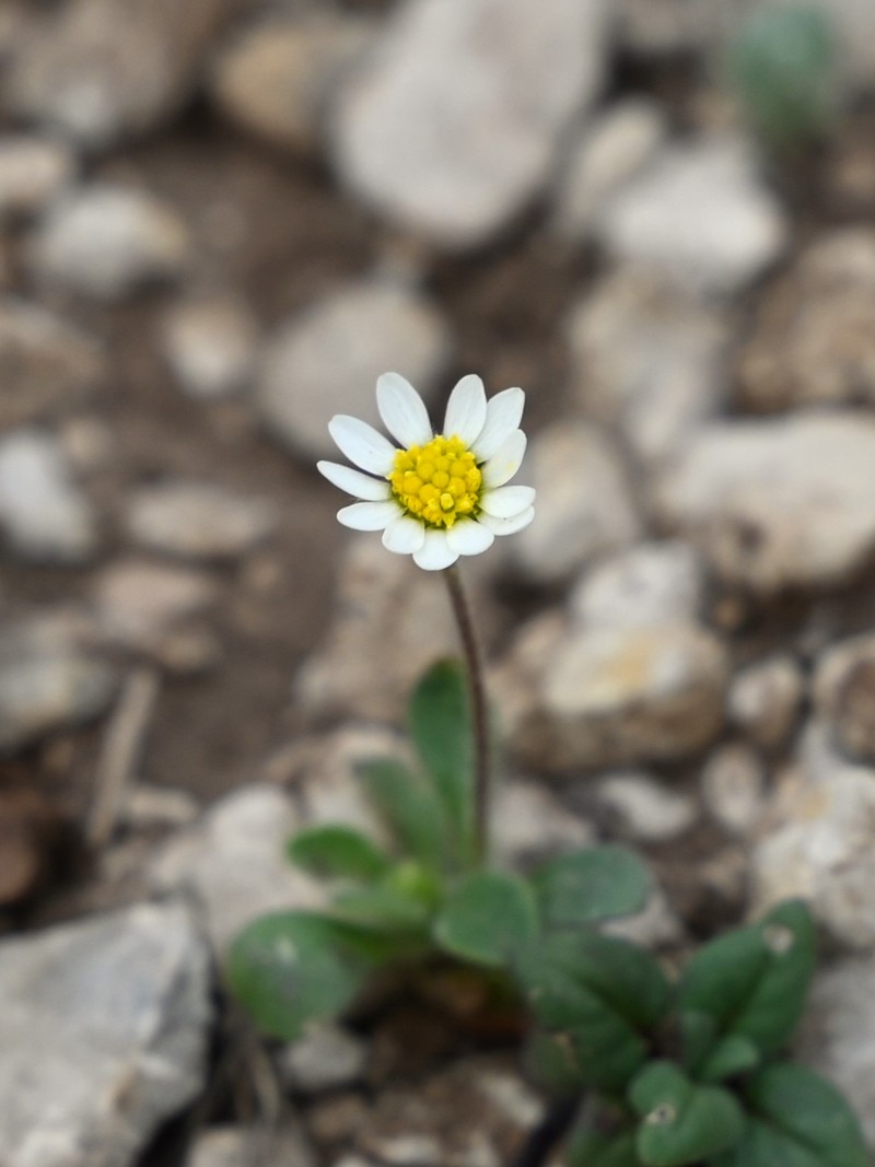 Bellis microcephala photo 7