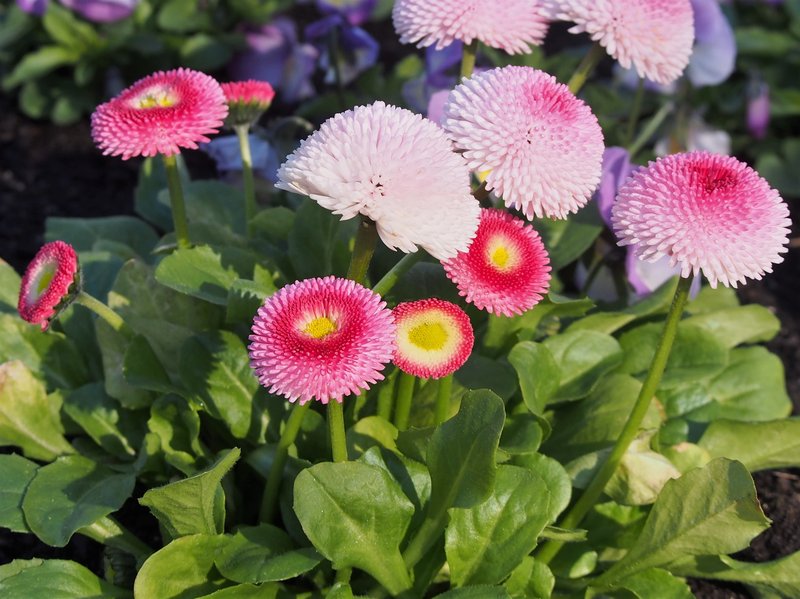 Lawndaisy photo 3