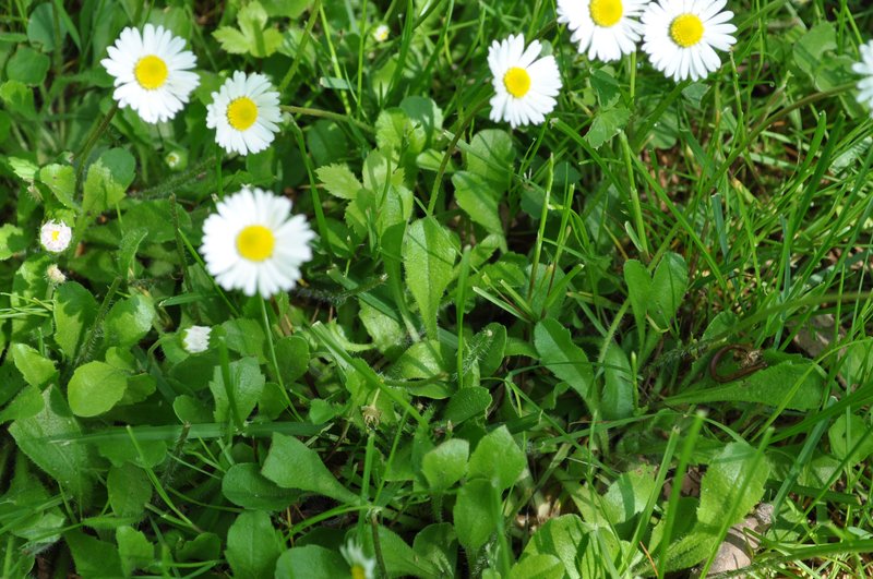 Lawndaisy photo 4