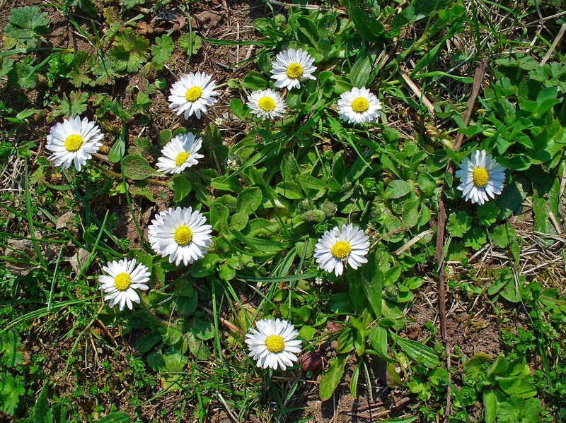 Lawndaisy photo 5