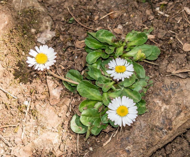 Lawndaisy photo 6