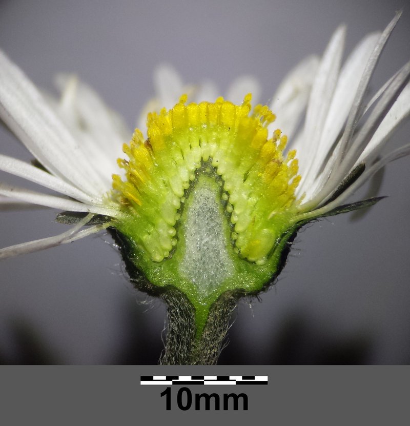 Lawndaisy photo 7