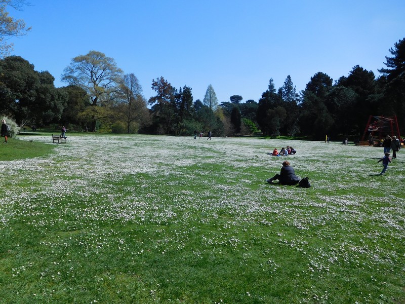 Lawndaisy photo 8