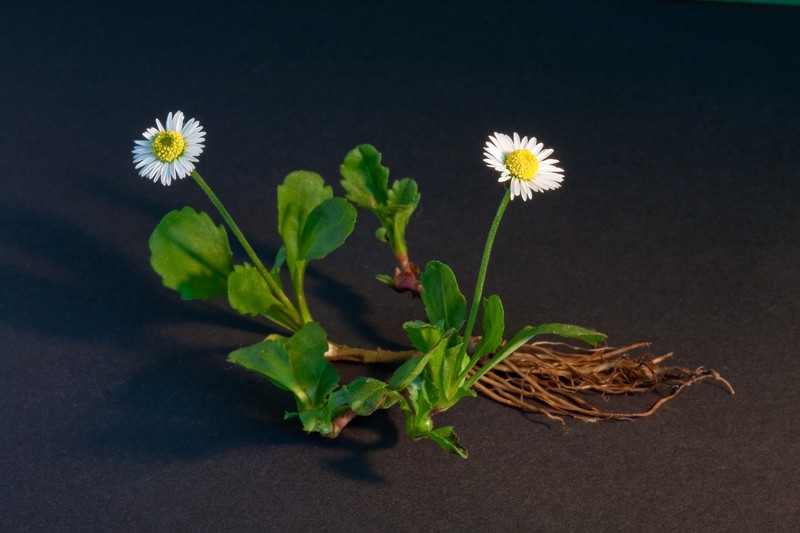 Lawndaisy photo 2