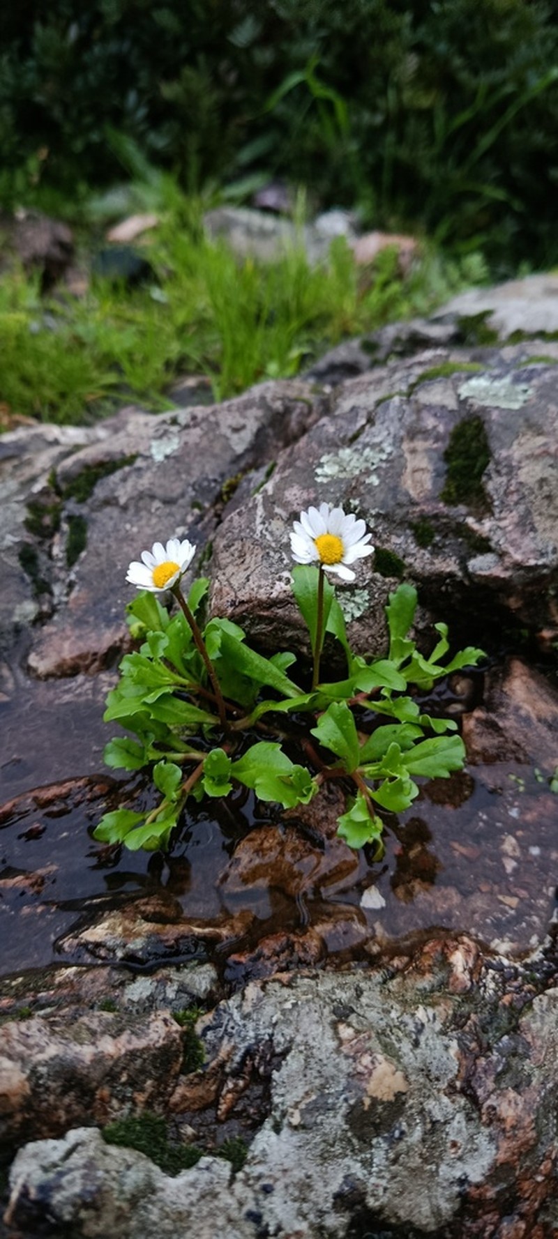 Bellis prostrata