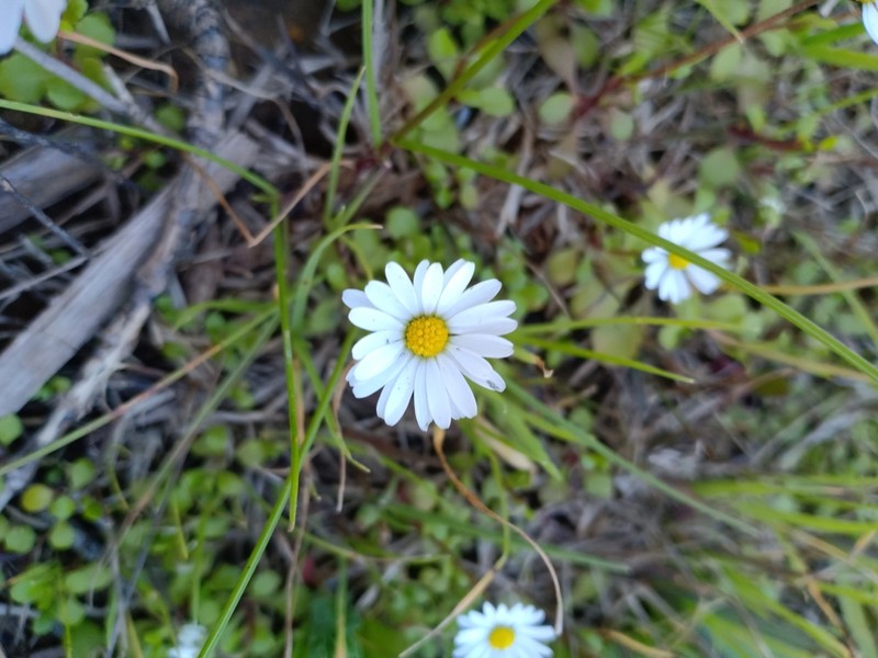 Bellis prostrata photo 3