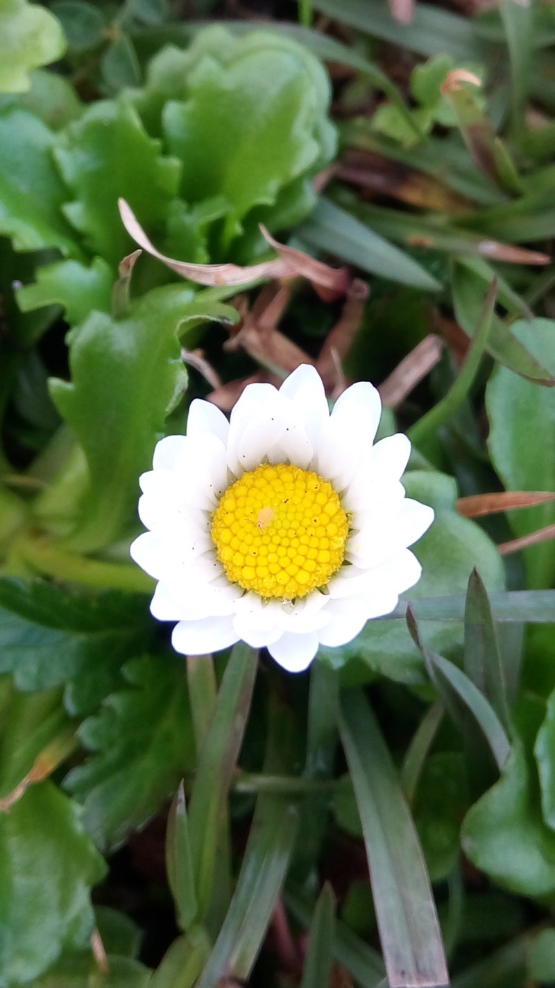 Bellis prostrata photo 4