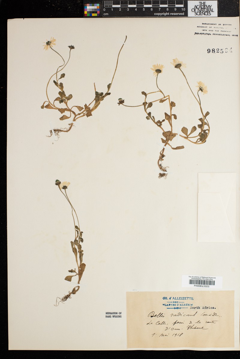 Bellis prostrata photo 5
