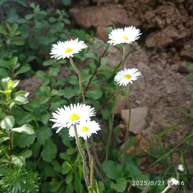Bellis rotundifolia photo 2