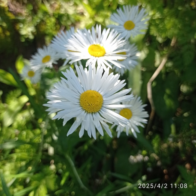 Bellis rotundifolia photo 3