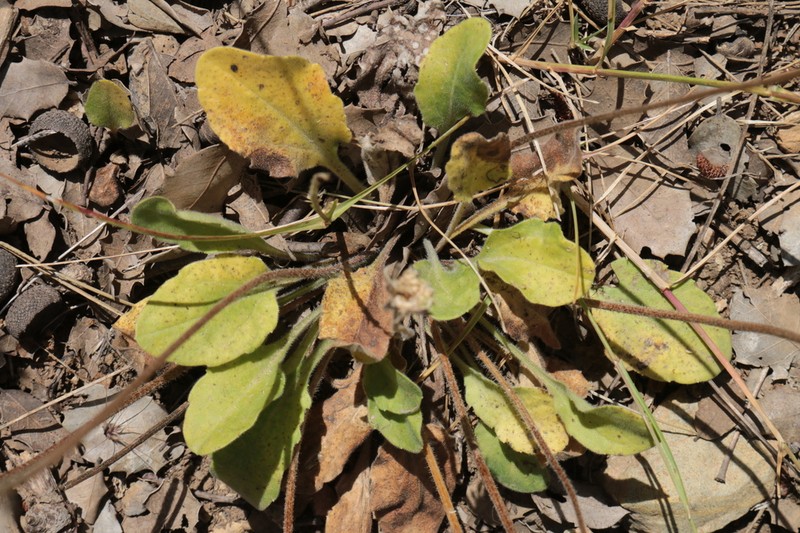 Bellis rotundifolia photo 4