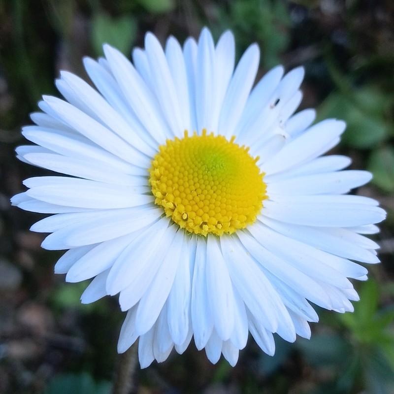 Bellis rotundifolia photo 5