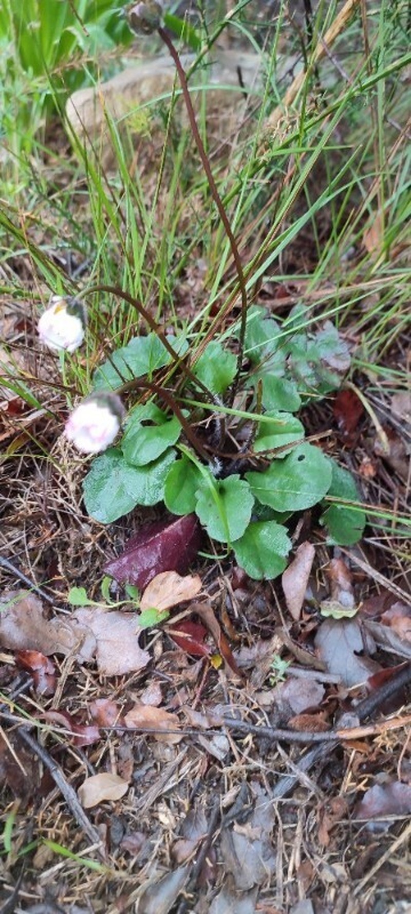 Bellis rotundifolia photo 6