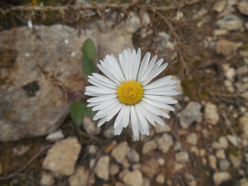 Bellis rotundifolia photo 7