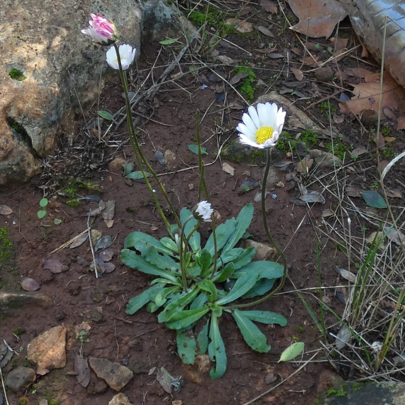 Bellis sylvestris