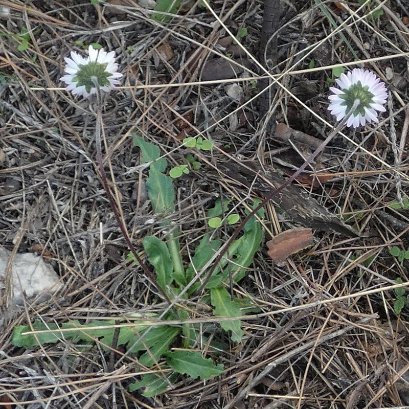 Bellis sylvestris photo 2