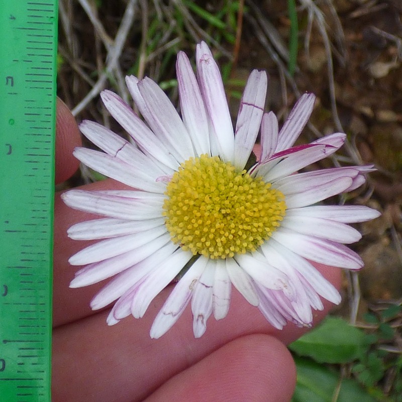 Bellis sylvestris photo 3