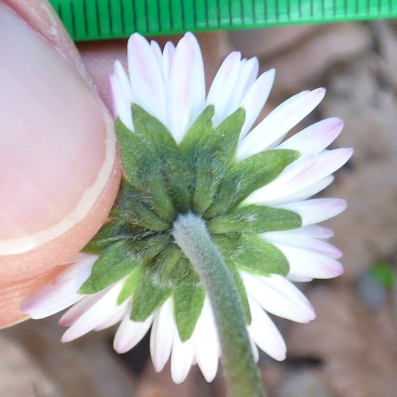 Bellis sylvestris photo 4