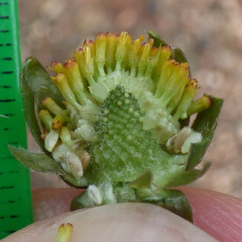 Bellis sylvestris photo 5