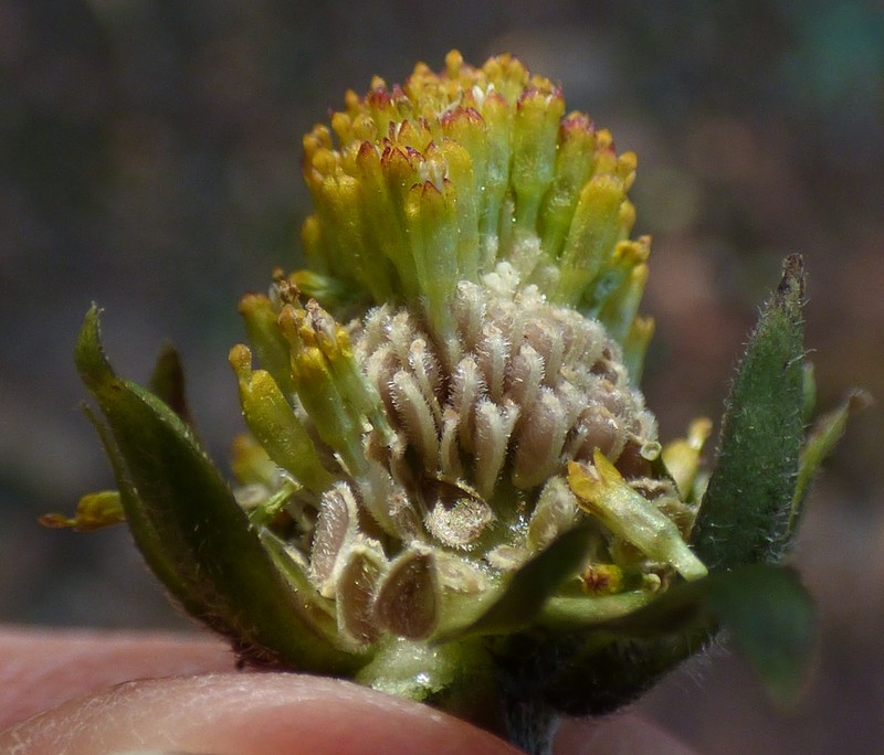 Bellis sylvestris photo 6