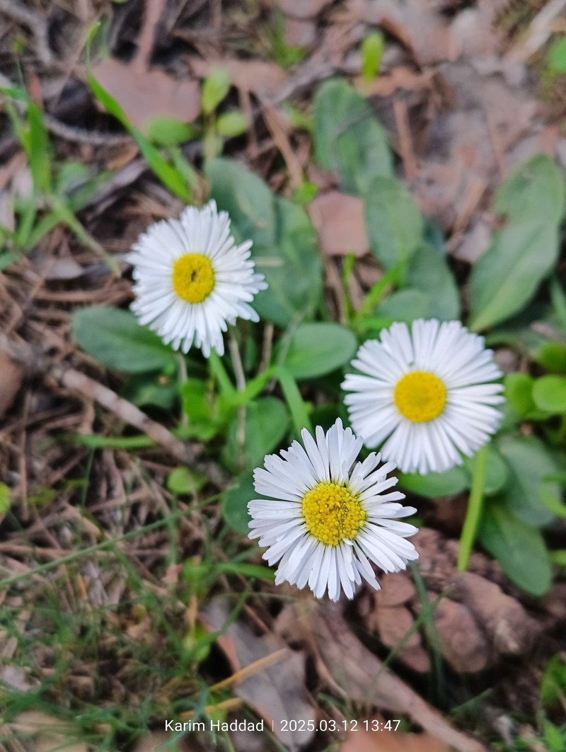 Bellis sylvestris subsp. pappulosa
