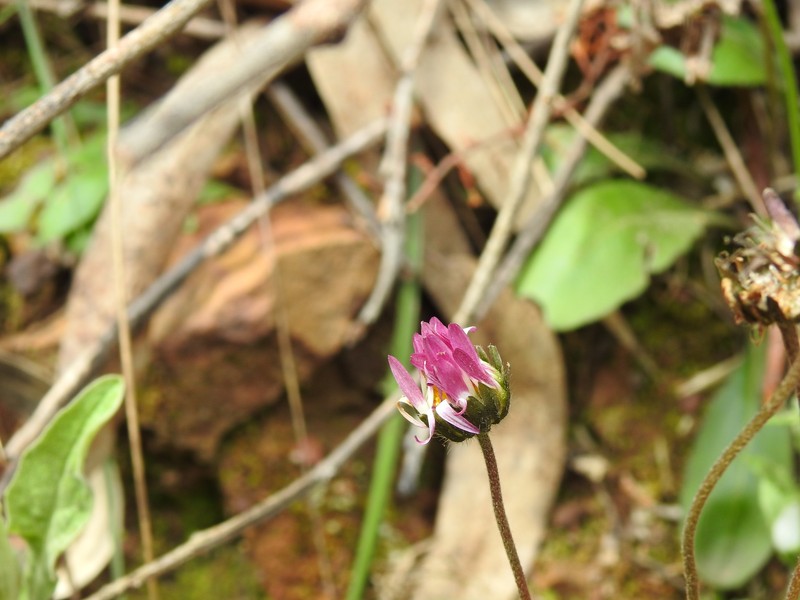 Bellis sylvestris subsp. pappulosa photo 2