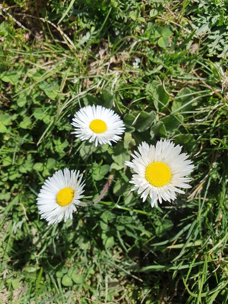 Bellis sylvestris subsp. pappulosa photo 3