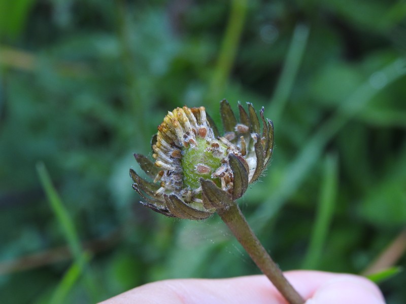 Bellis sylvestris subsp. pappulosa photo 4