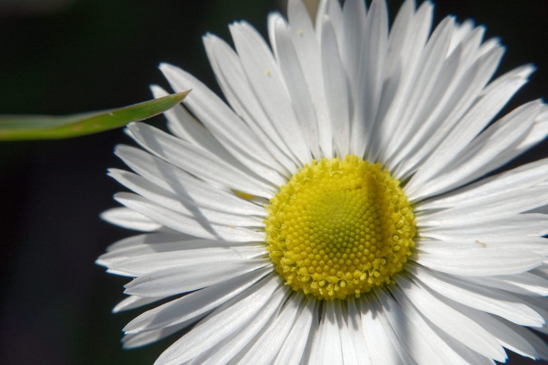 Bellis sylvestris subsp. sylvestris