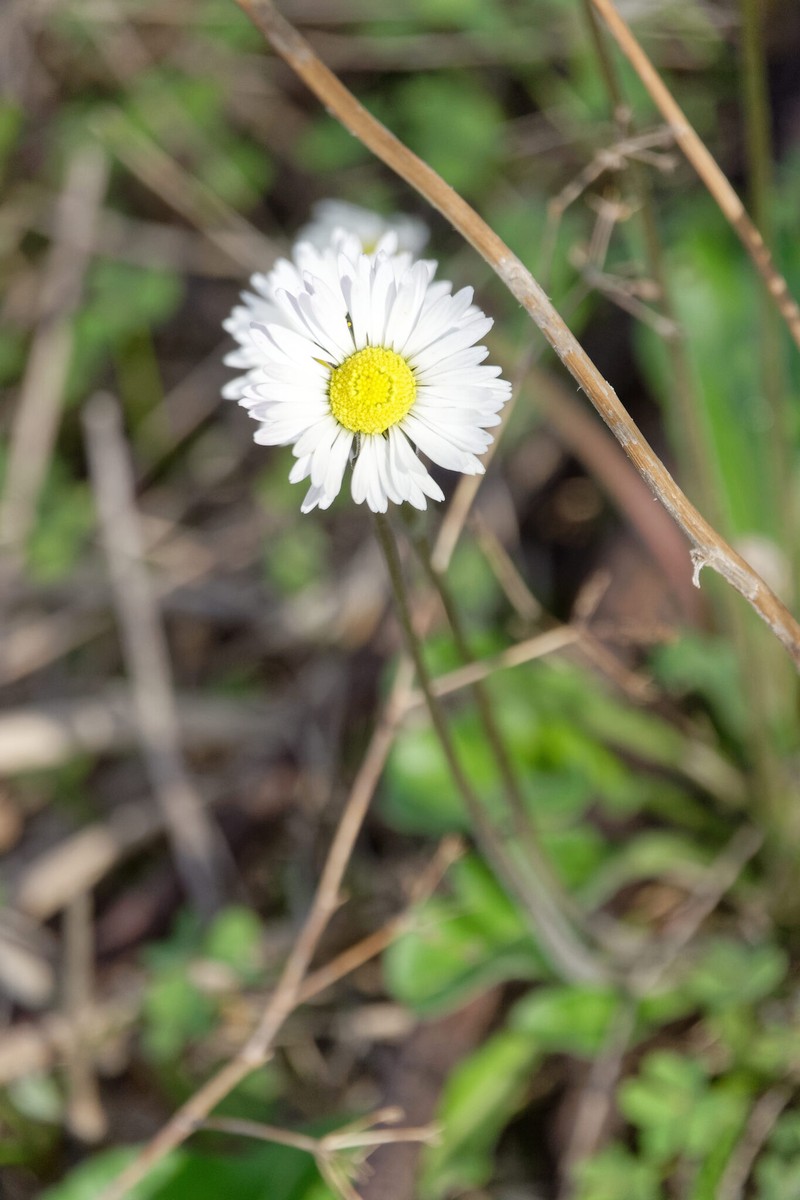 Bellis sylvestris subsp. sylvestris photo 2