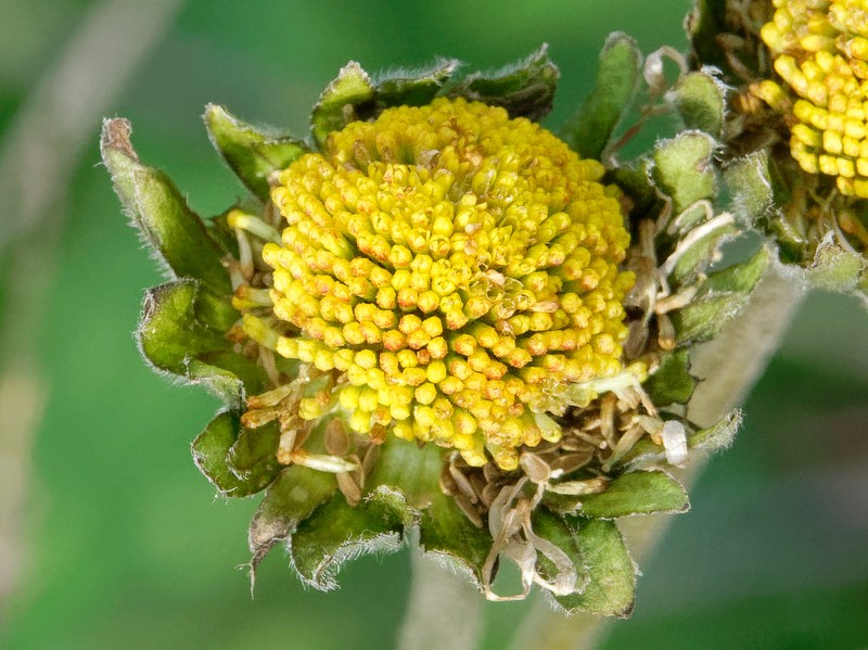 Bellis sylvestris subsp. sylvestris photo 3