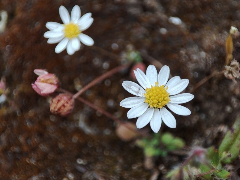 Bellium artrutxense photo 2