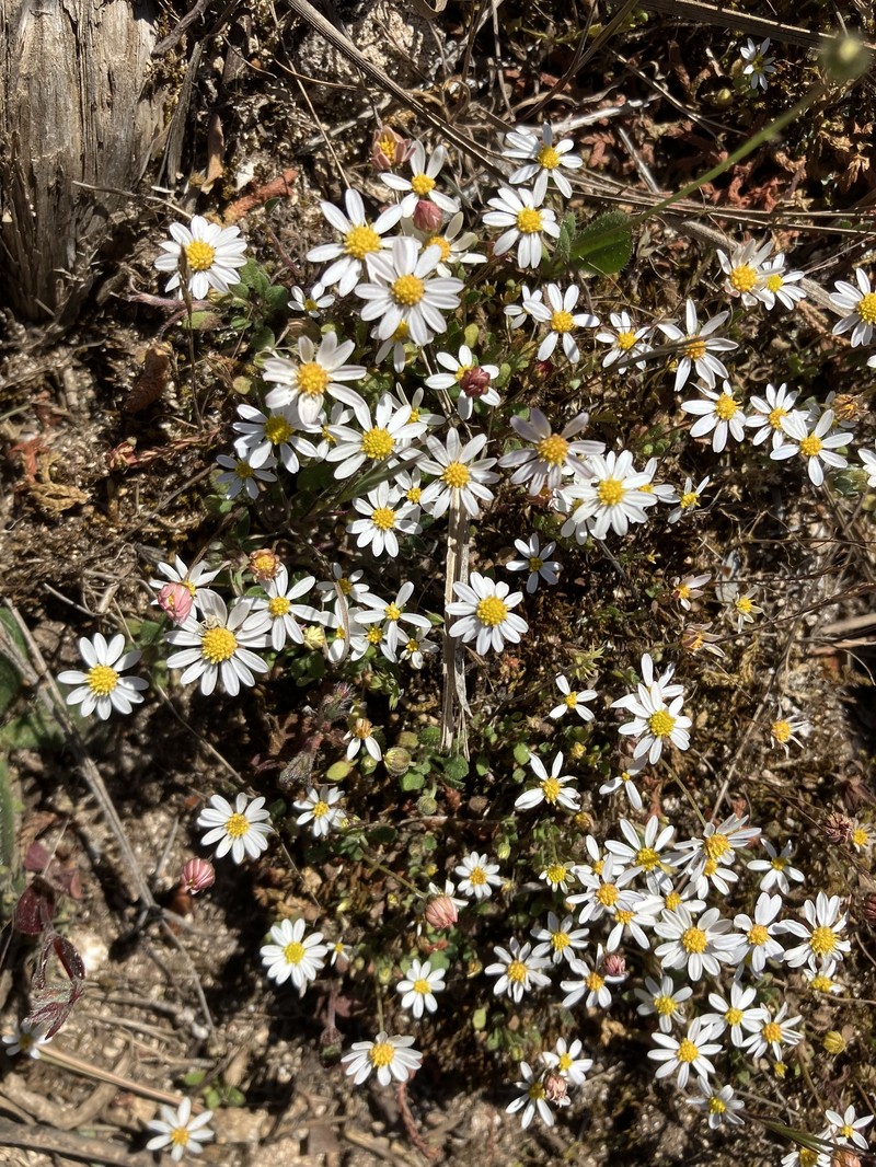 Bellium artrutxense photo 4