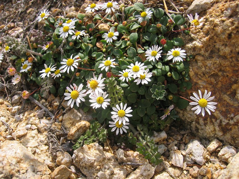 Bellium bellidioides