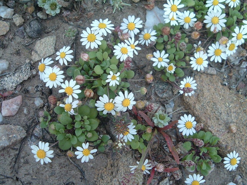 Bellium bellidioides photo 2