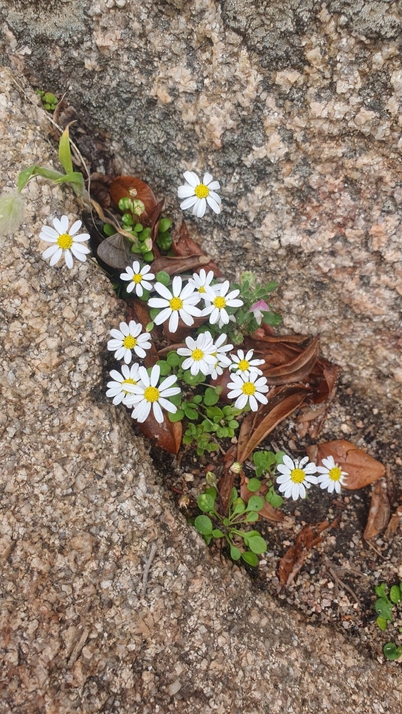 Bellium bellidioides photo 3