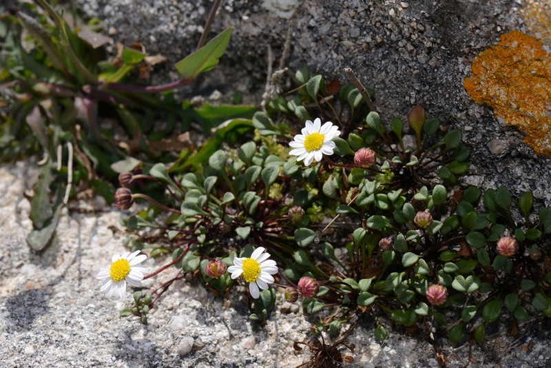Bellium bellidioides photo 4
