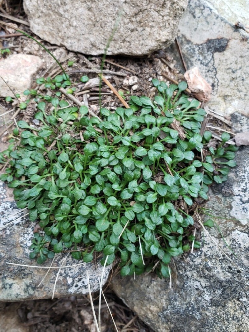 Bellium bellidioides photo 5