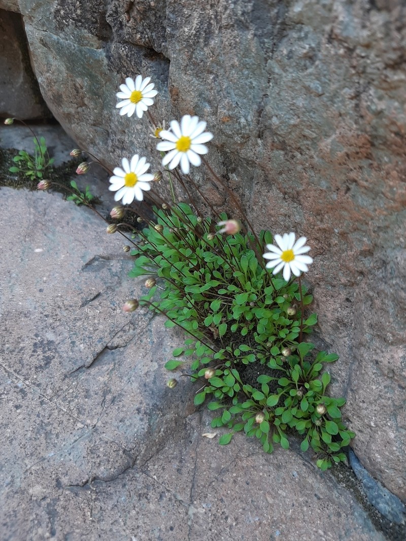 Bellium bellidioides photo 6