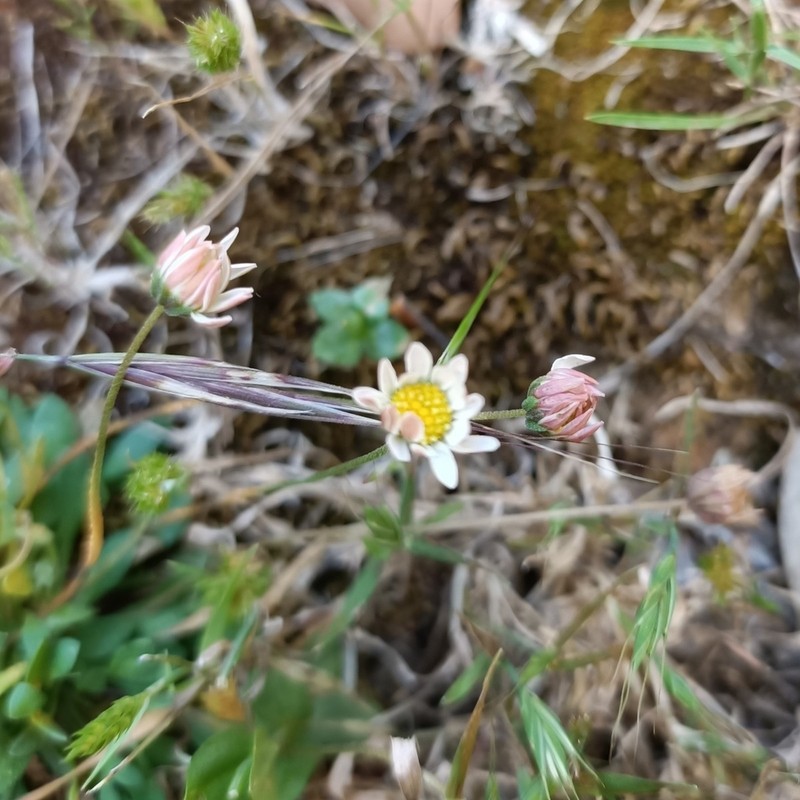 Bellium bellidioides photo 7