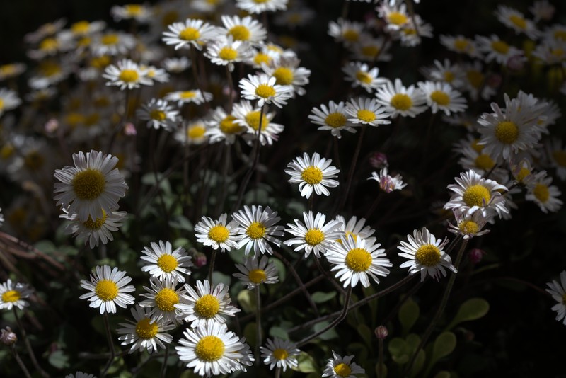 Bellium crassifolium